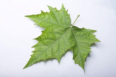 《使命召唤：现代战争3》由7家工作室联合开发